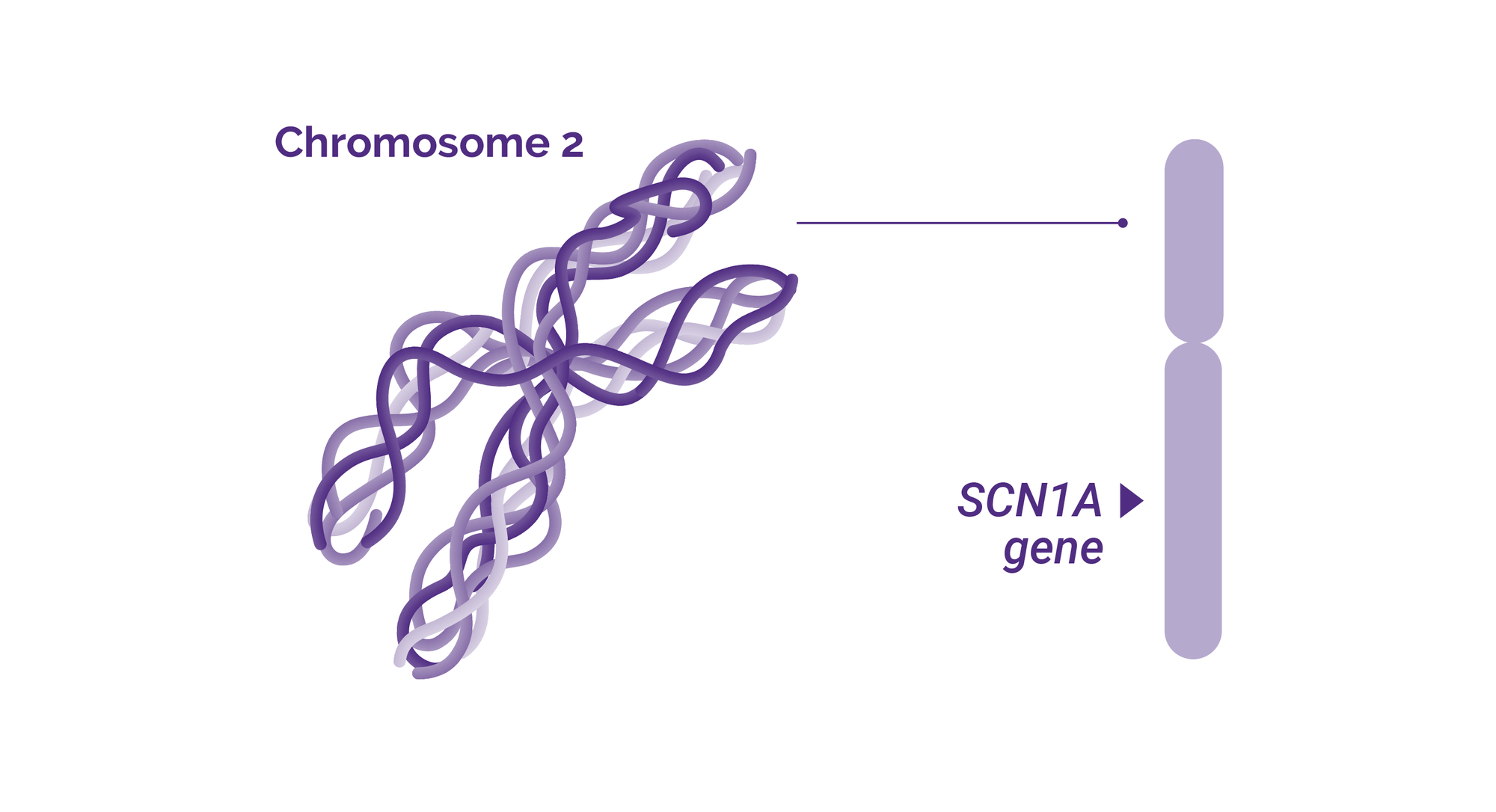 Chromosome 7 and the location of Dravet syndrome related SCN1A gene.