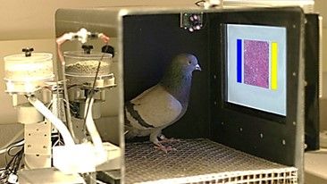 Figure3_Experiment-to-classify-images-of-malignant-and-benign-tumors-in-pathological-images-of-breast-cancer-using-pigeons